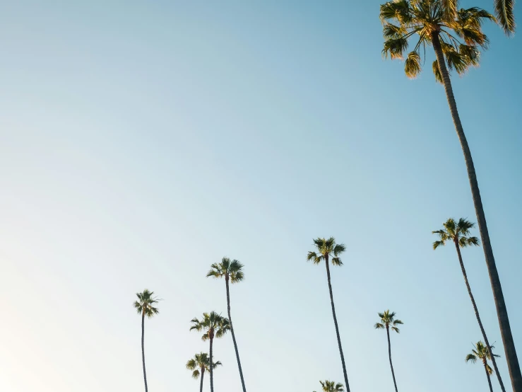 palm trees against a blue sky on a clear day