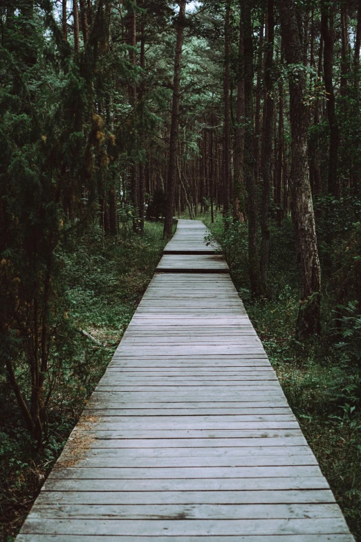 the wooden walkway leads through the tall trees in the forest