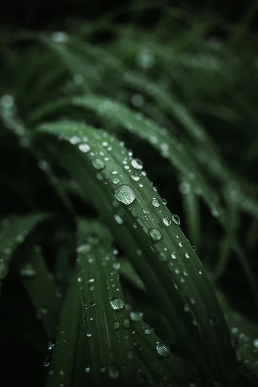 the grass is covered with dew from the rain