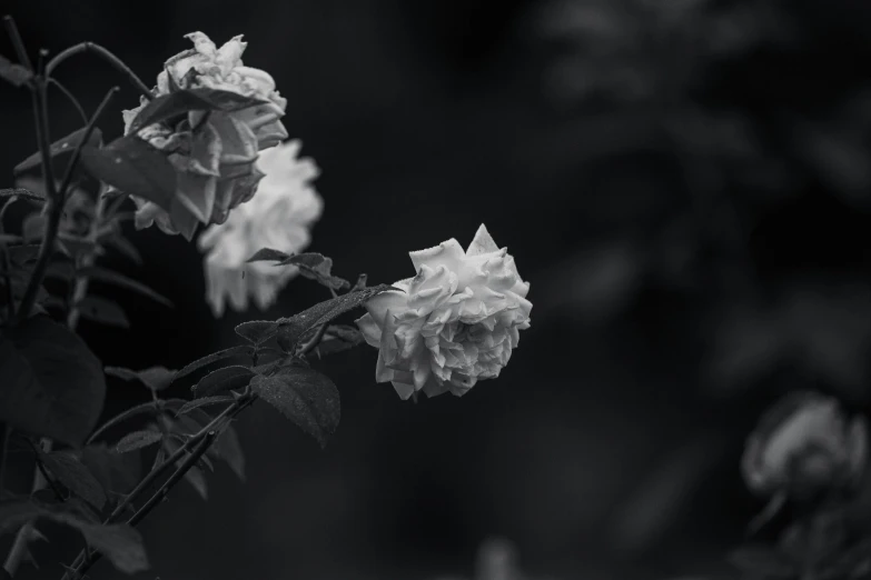 some white flowers are on a black and white po