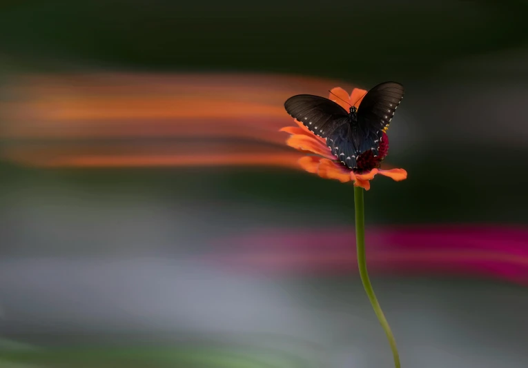 a erfly sitting on top of an orange flower