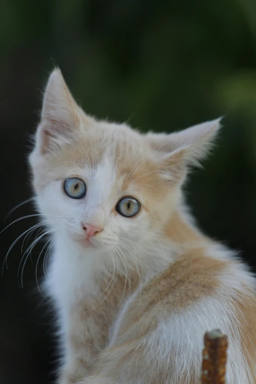 a yellow and white kitten with blue eyes standing on a wooden log