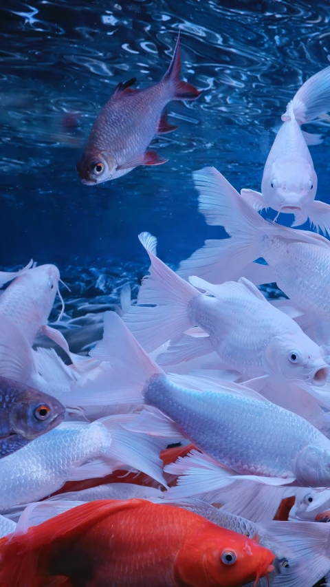 several different types of fish in an aquarium