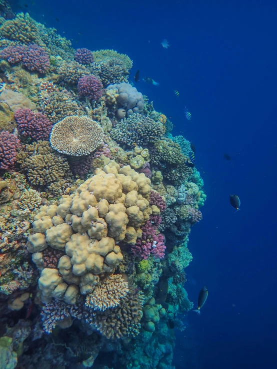 a large coral and several small fish swimming close to it