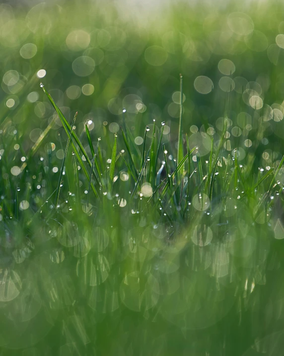 grass with water drops and a little blue bird