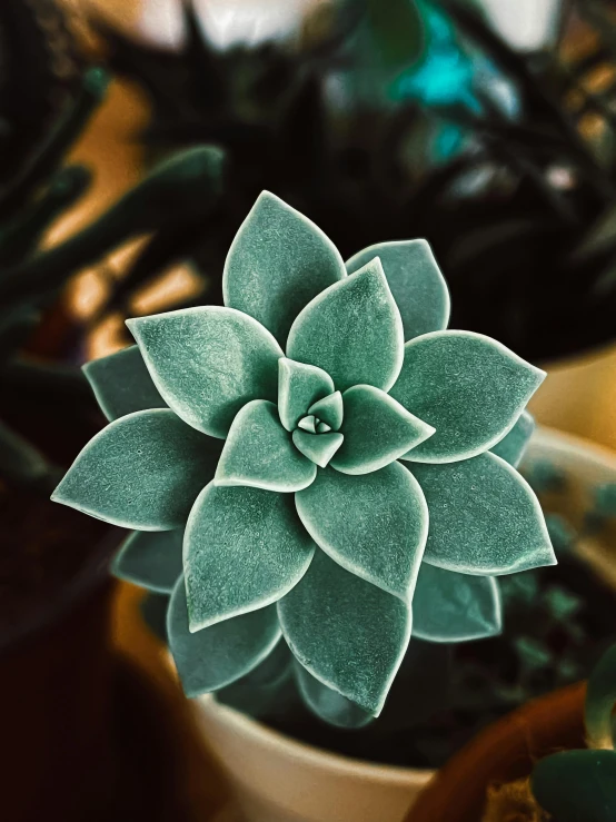 a close up s of a small plant in a pot