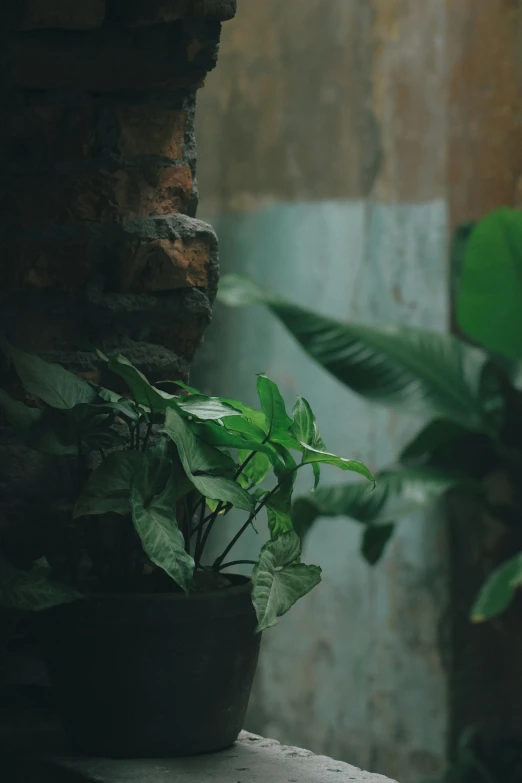 a plant sitting on a table next to a wall