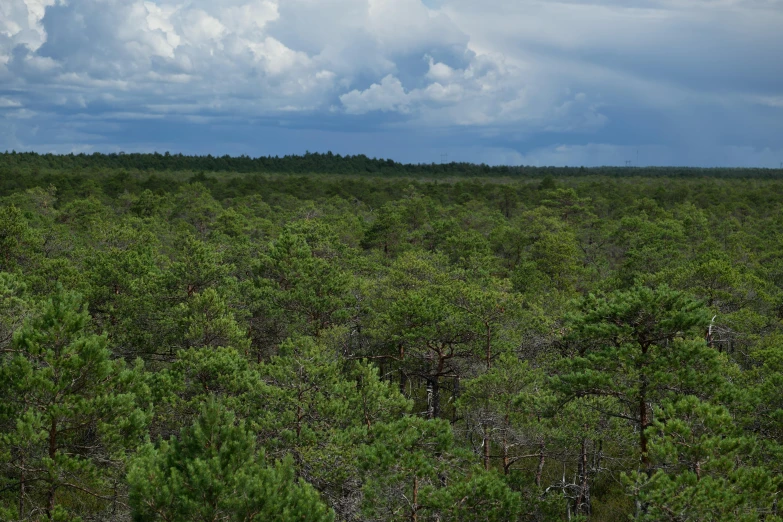 the tops of trees are growing in an open area