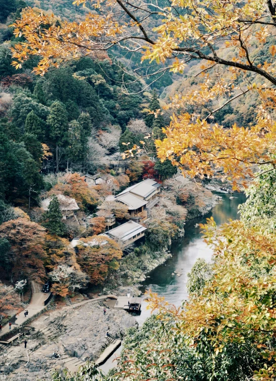 a creek in a forest covered in autumn trees