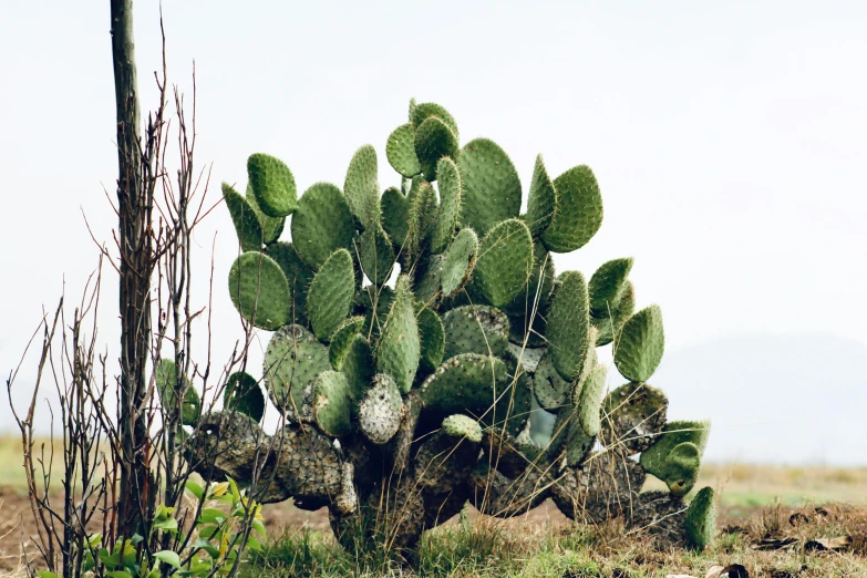 a large cactus is standing still in the field