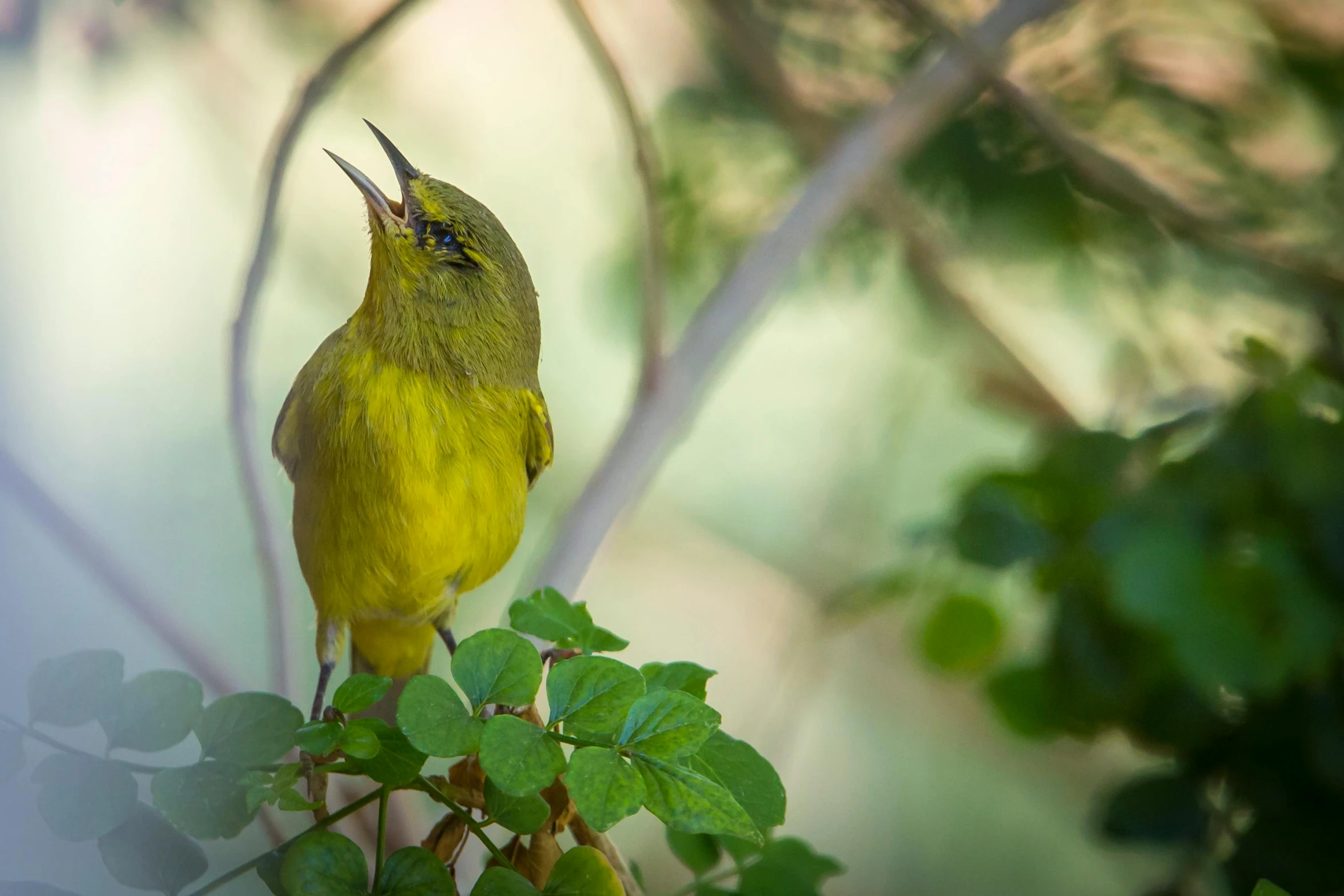 a yellow bird that is perched on a tree