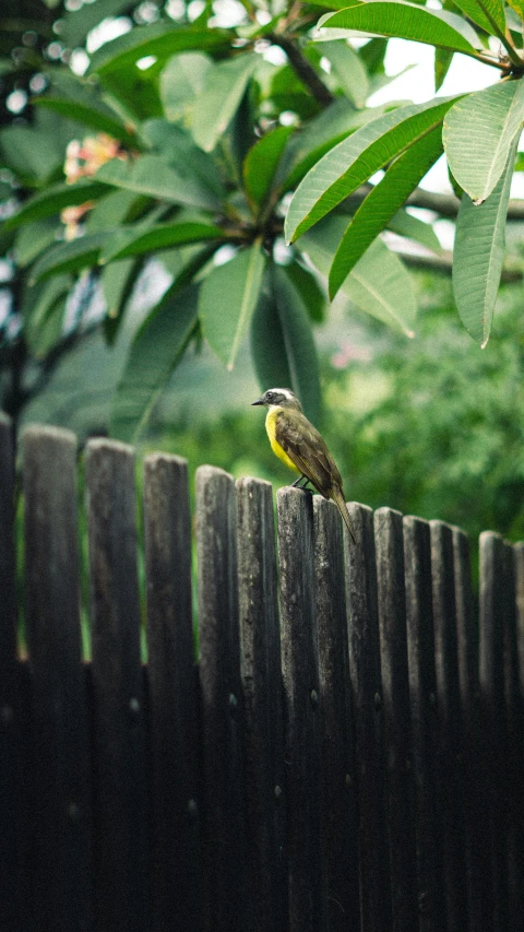 a bird perched on top of a wooden fence
