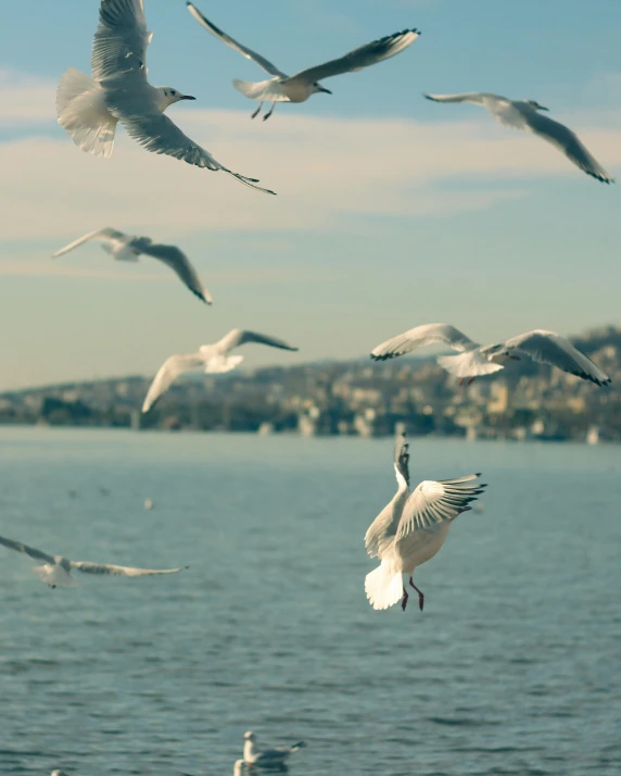 a flock of birds flying over water on a sunny day