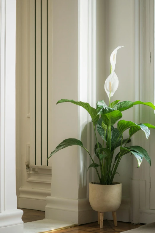 white flowers in large pot next to doorway