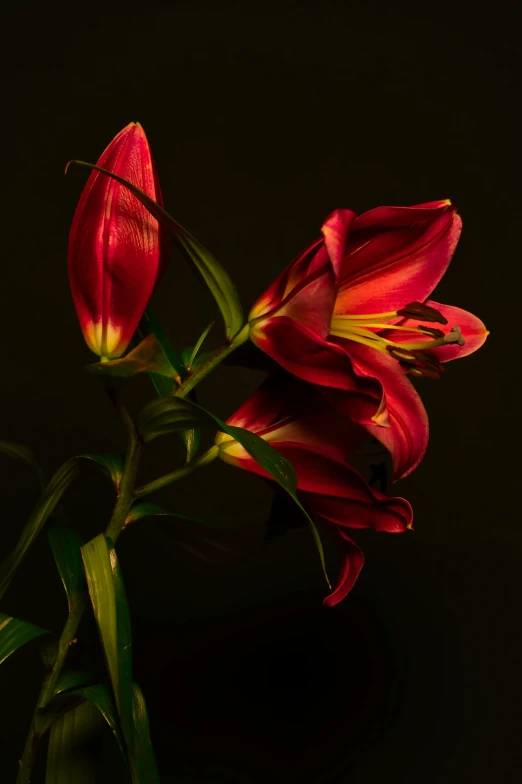 a flower that has flowers that are red with green leaves