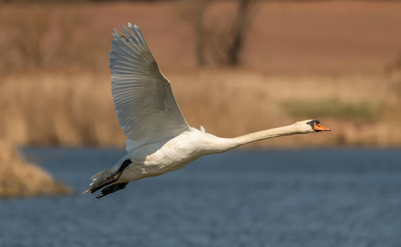 a swan is flying above water by itself