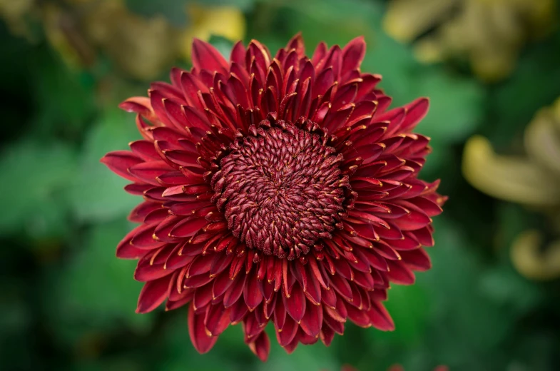 there is a bright red flower in the middle of a field