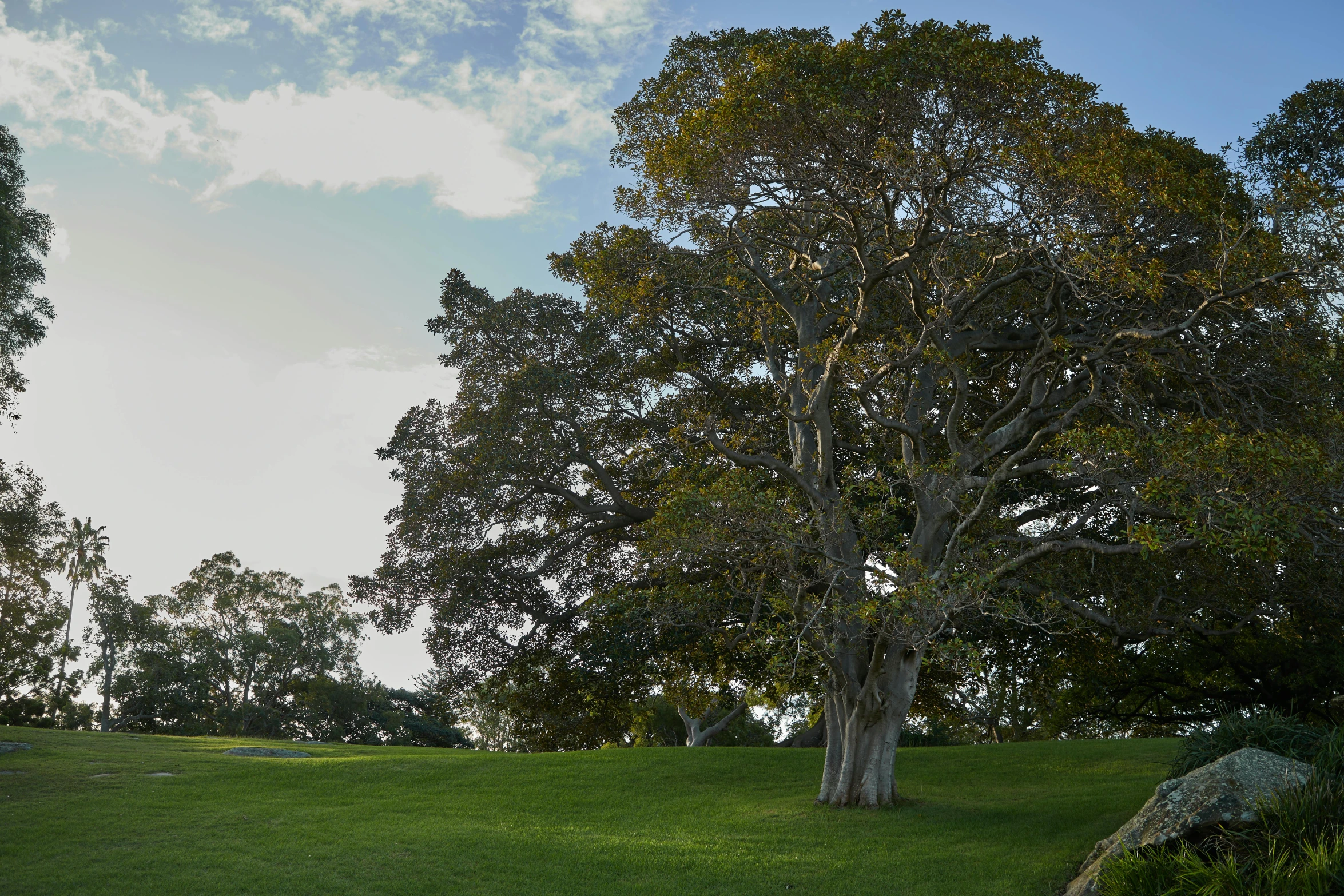 a field with trees and rocks on the side of it