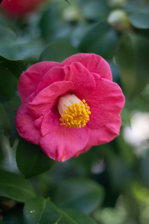 there is a large pink flower with yellow center