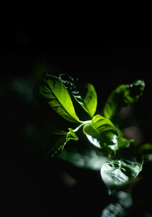 green leaves that are on top of the stems