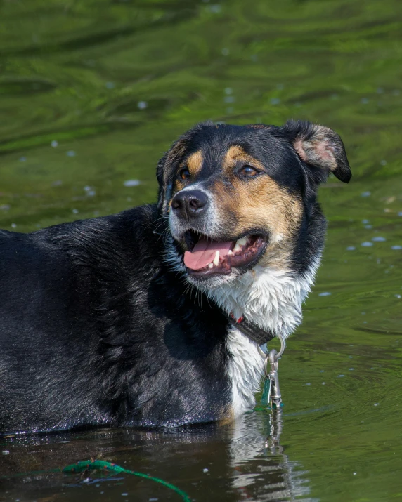 a large dog with a leash in the water