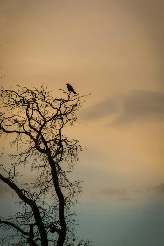 black bird in tree on cloudy day with sky background