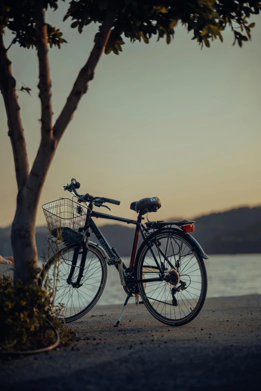 a bicycle is parked next to a tree and body of water