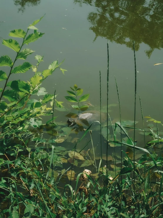 a bird sitting on top of a small pond in the grass