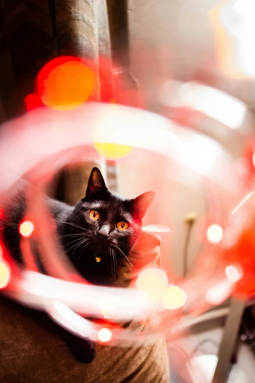 black cat looking intently into the camera lens