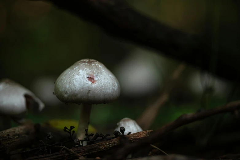 a cluster of mushrooms sit on a patch of mossy land