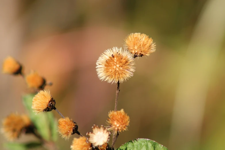 some orange flowers on a plant in the forest