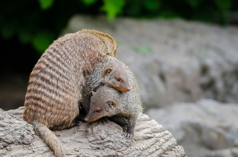 an armadile on the rocks is rubbing it's head against its back