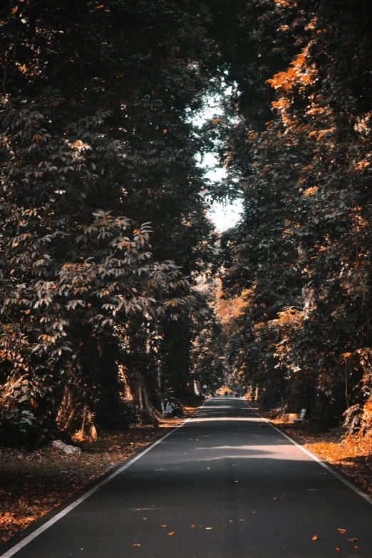 an empty road is surrounded by lots of trees