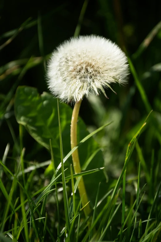 a close up of a dandelion with leaves around it