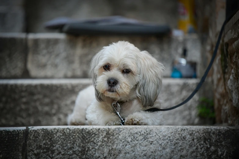 a small white dog tied to a ledge
