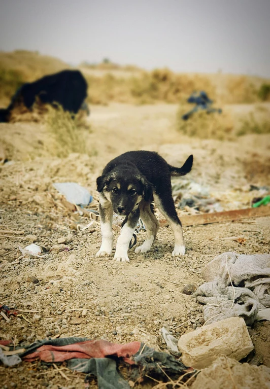 a small dog is walking through the garbage in a field