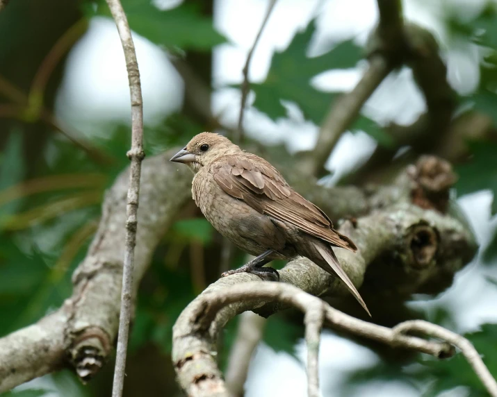 a small bird perched on the nch of a tree