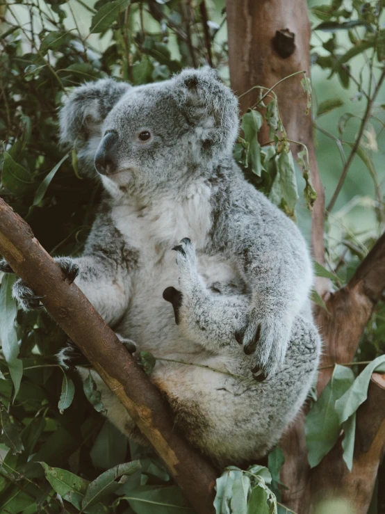 a bear sits on the nch of a tree