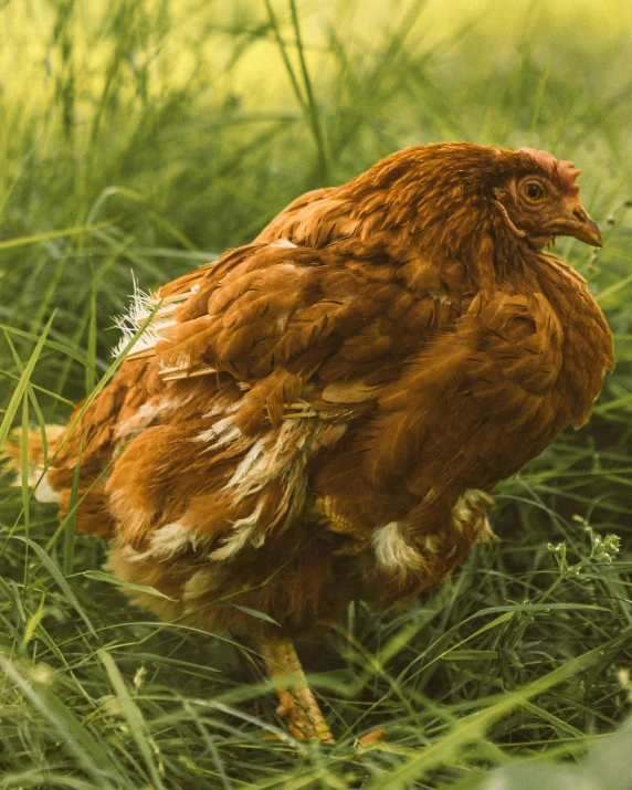 a close up of a small chicken in the grass