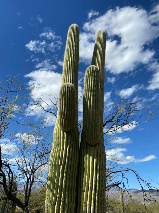 two cactus cactus's standing next to each other