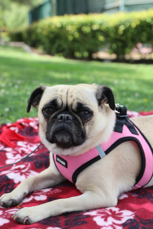 a small brown pug sitting on top of a blanket