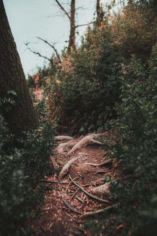 an animal lies in the ground next to a tree