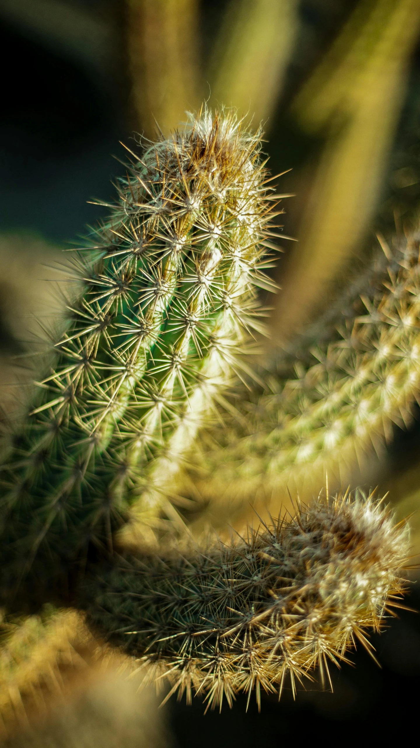 a small cactus with large needles and tiny spiky spines