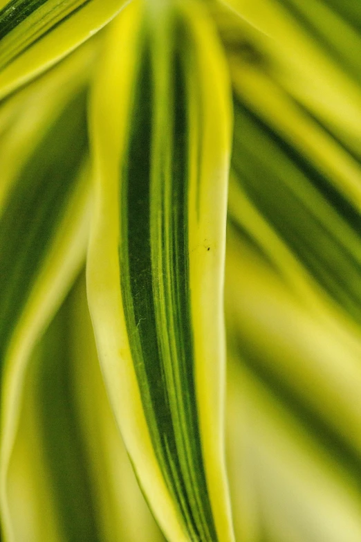 closeup s of green and yellow plants foliage