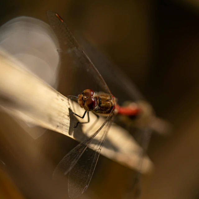 close up view of a mosquito in its pen