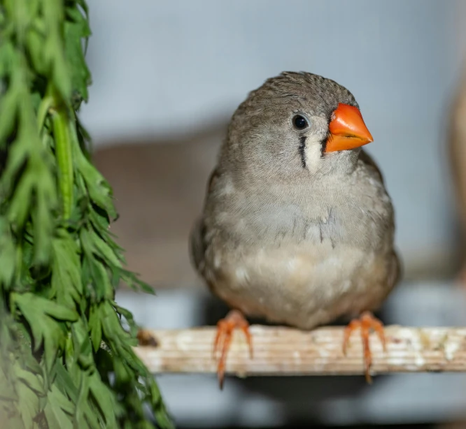 there is a bird sitting on a perch