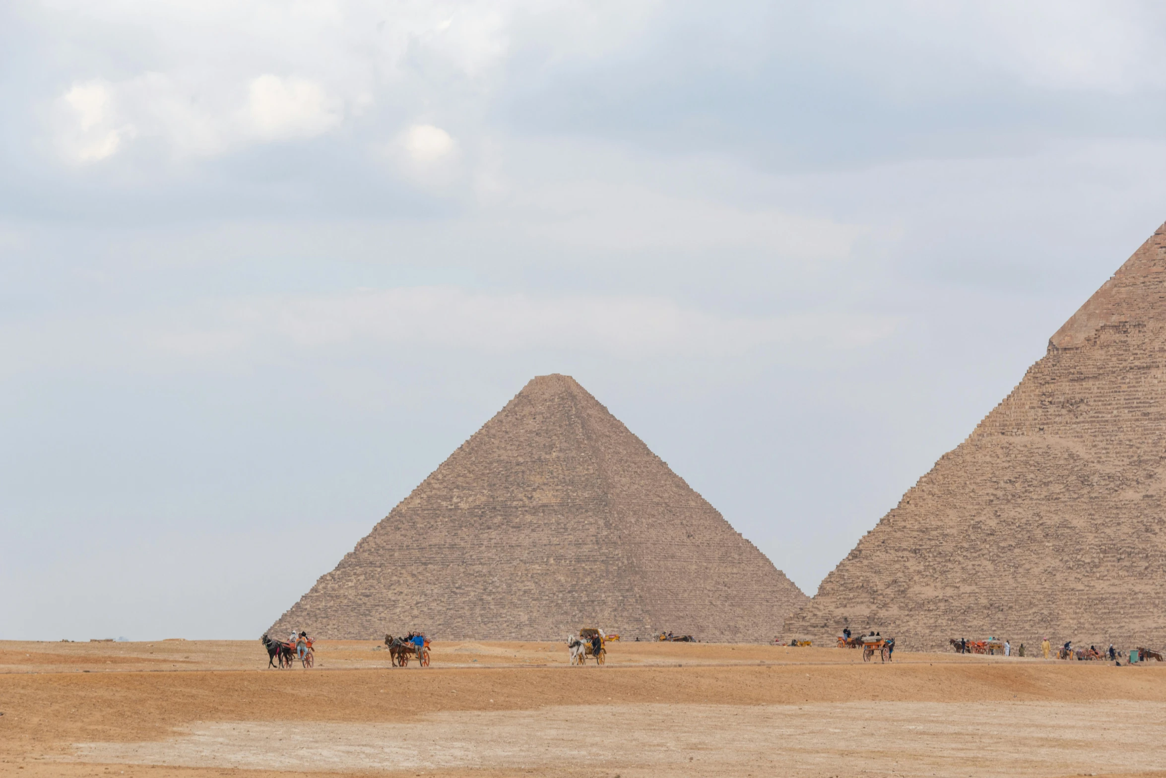 camels and giraffes standing near the pyramids of egypt