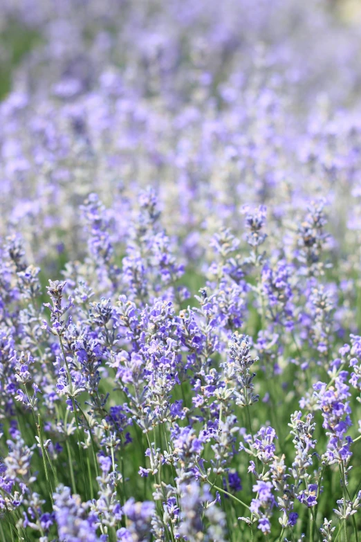 lavender flowers are blooming all over the place