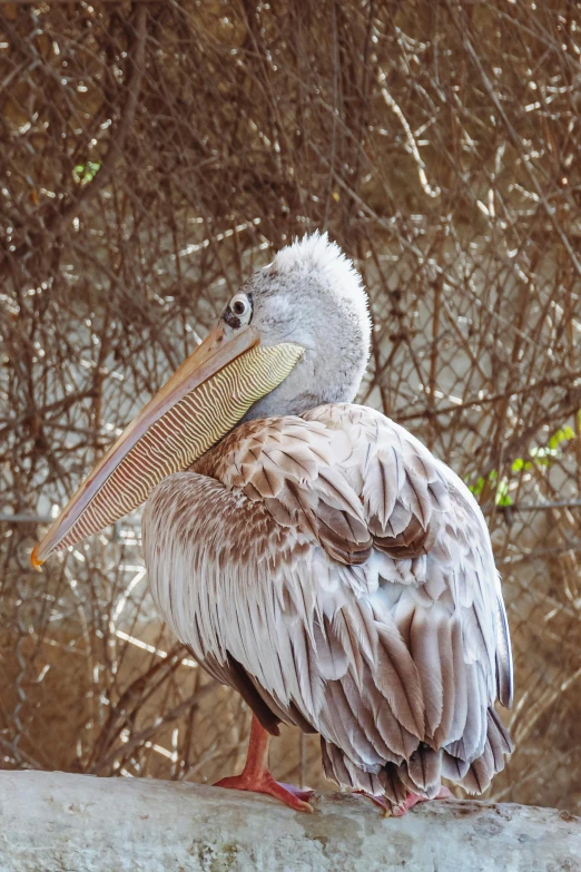 a bird with large feathers is sitting on a nch