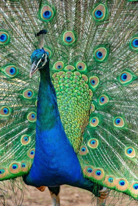 peacock displaying feathers spread out with open body